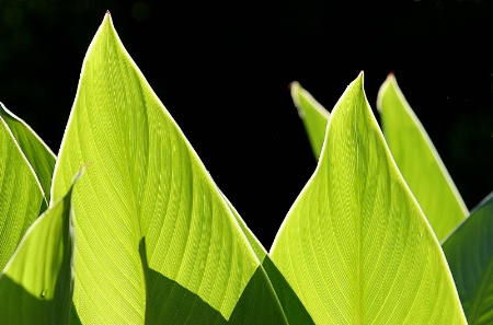 Leafy plant-backlit