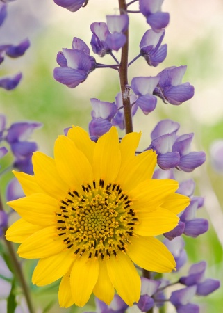 Gorge Flowers