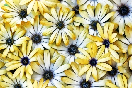 Daisies