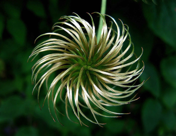 Budding Clematis