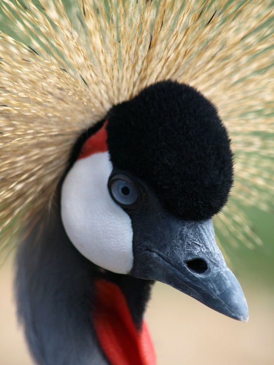 Crowned Crane