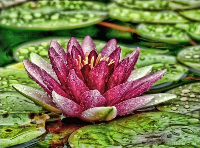 Water Garden Art