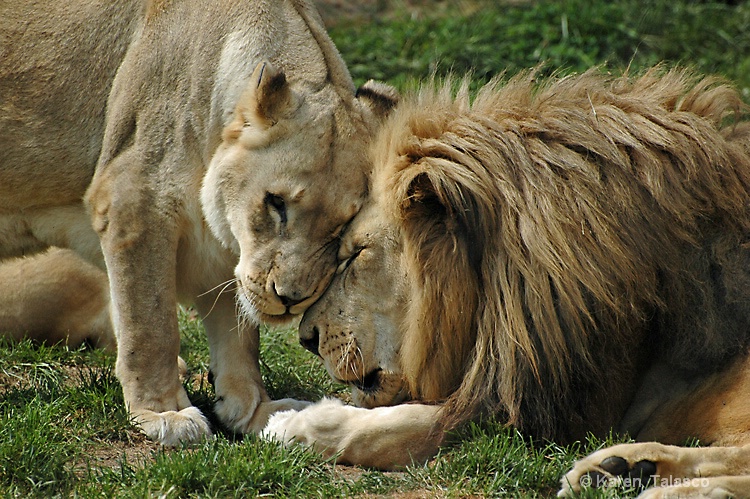 Lion Snuggles
