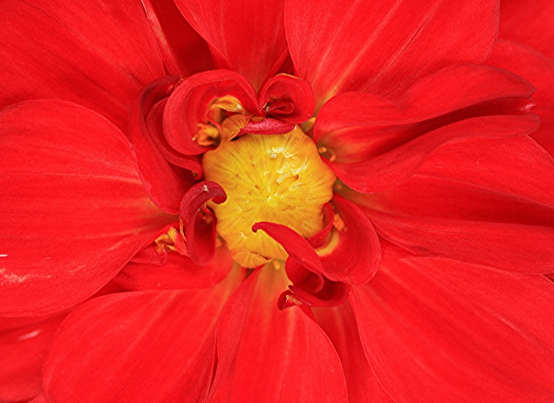 Dahlia Center(flowers)