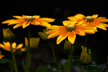 Golden Beauties