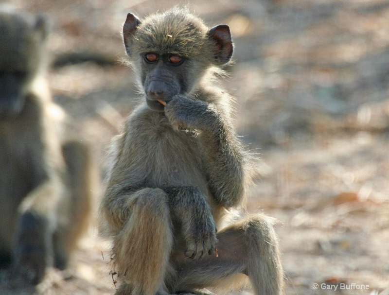 Baboon Baby with Straw