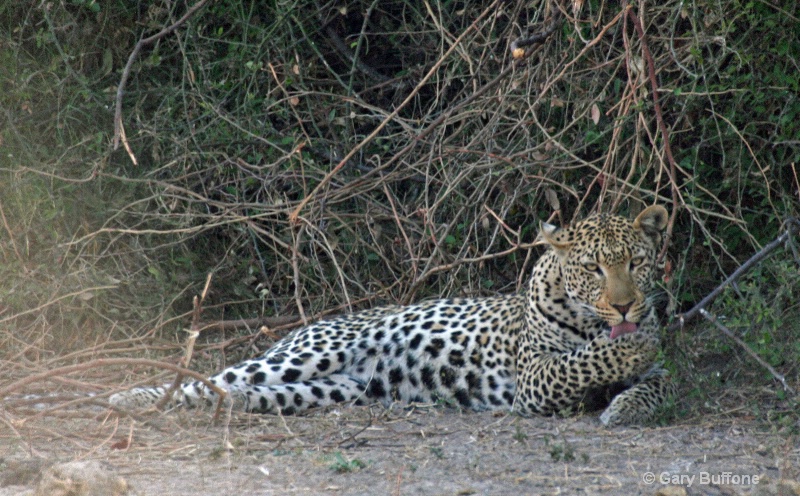 Leopard at Pause