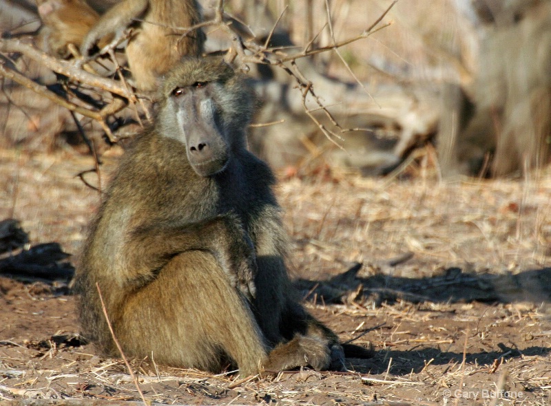 Baboon Contemplation