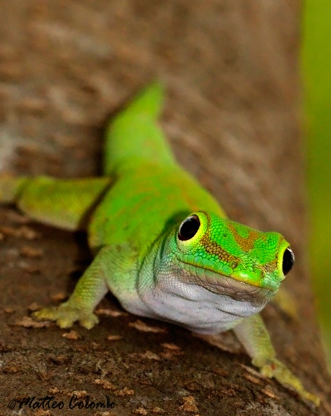 Green gecko