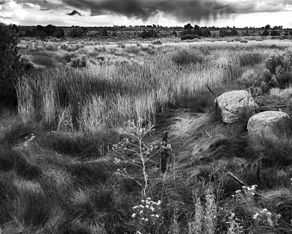 Harvest Garnish B&W