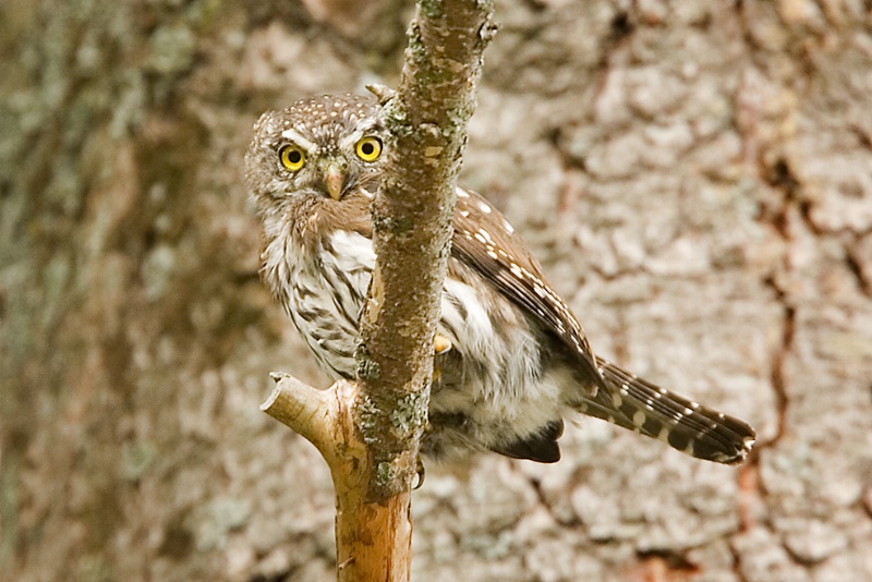 Northern Pygmy Owl - # 2 - ID: 7023791 © John Tubbs