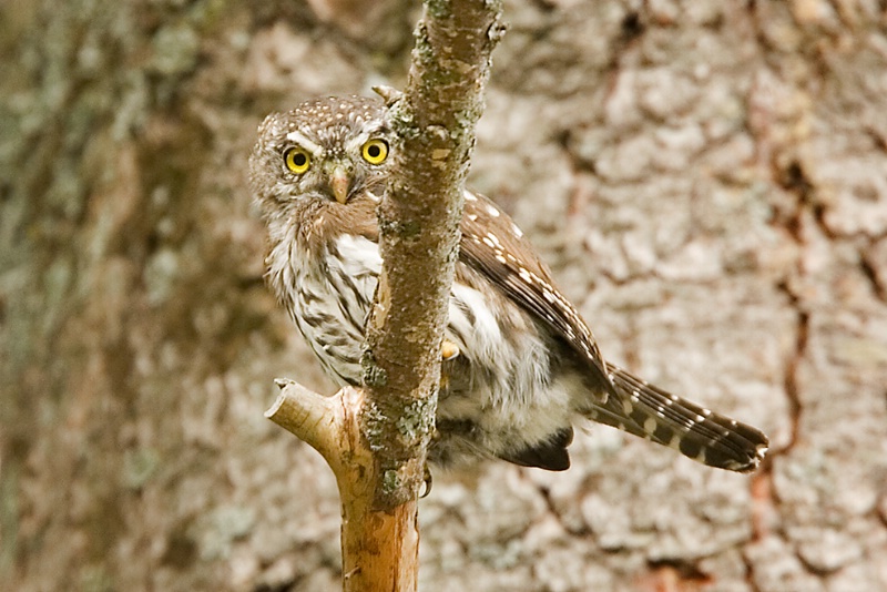 Northern Pygmy Owl - # 2