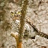 2Northern Pygmy Owl - # 2 - ID: 7023791 © John Tubbs