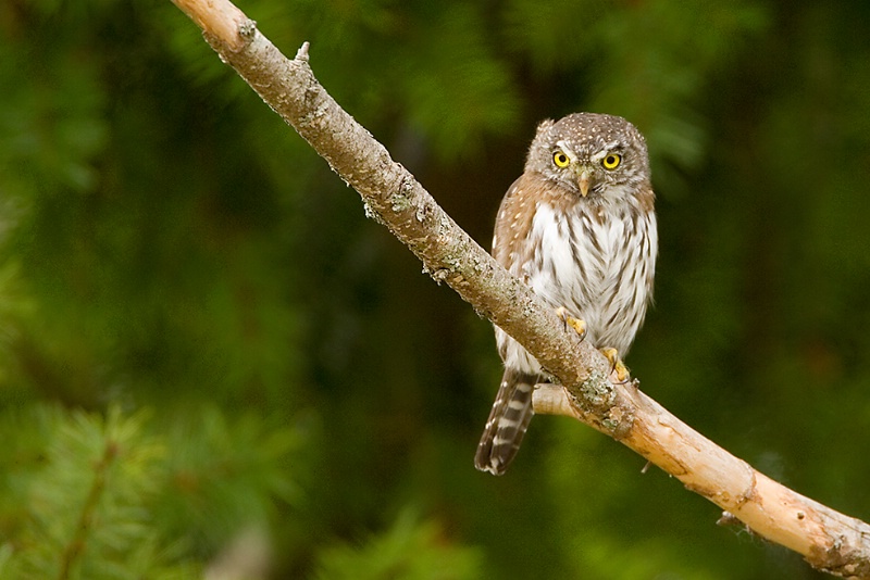 Northern Pygmy Owl - # 1 - ID: 7023793 © John Tubbs