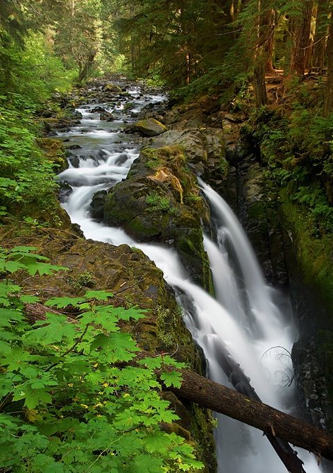 Sol Duc Falls, Olympic National Park - ID: 7025016 © Donald R. Curry