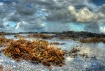 washed ashore
