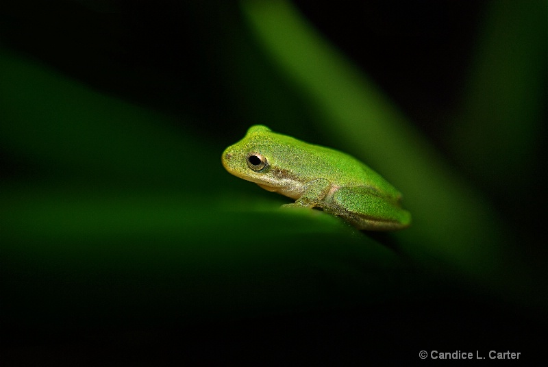 Tiny Emerald