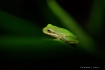 Tiny Emerald