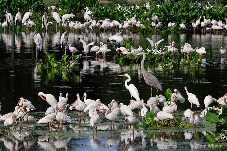 Biodiverse Pond
