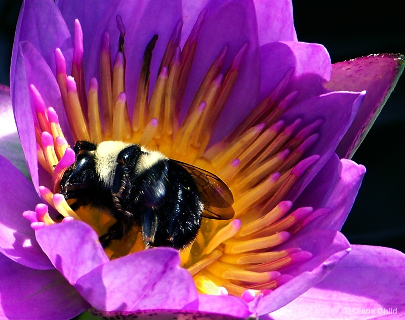 Rolling in the Pollen