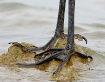 Heron Feet