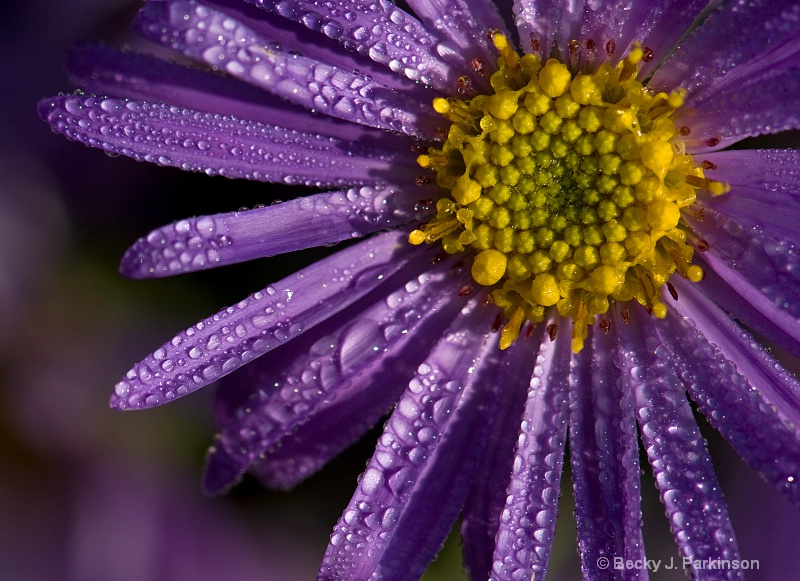 Dew Soaked Aster