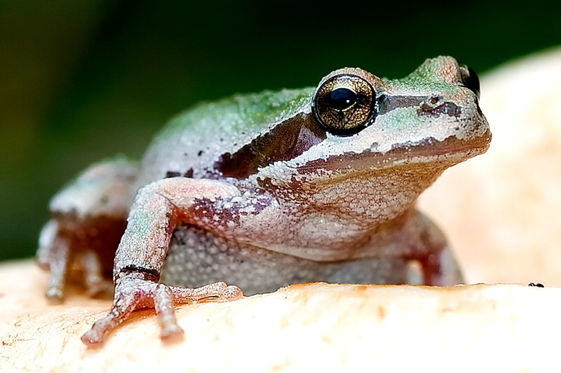 Hello Froggy! - ID: 7031953 © Leslie J. Morris