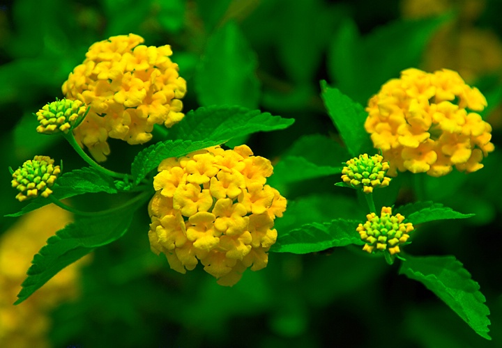 Lantana