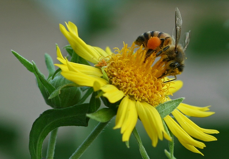 The Pollinator2
