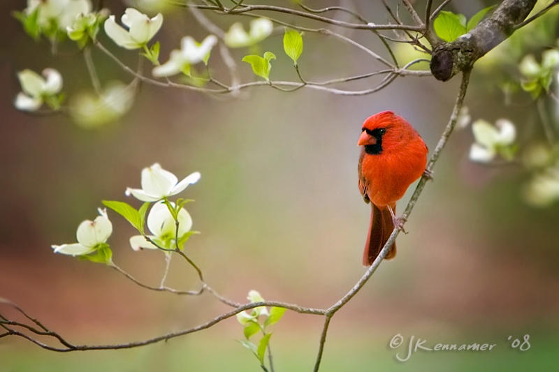 Dogwood Perch