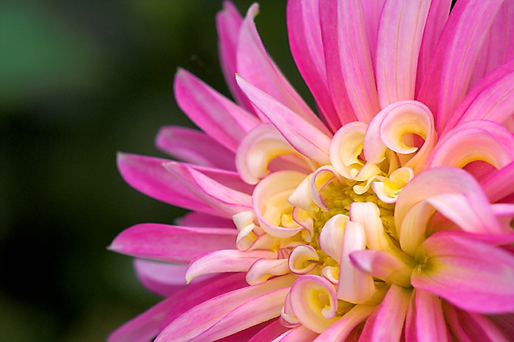 Dahlia Curles