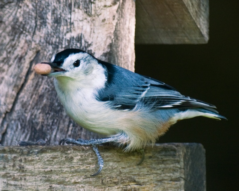 Nut for a White Breasted Nuthatch