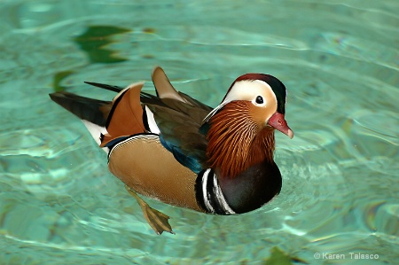 Mandarin Duck