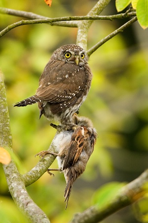 Northern Pygmy Owl with Prey