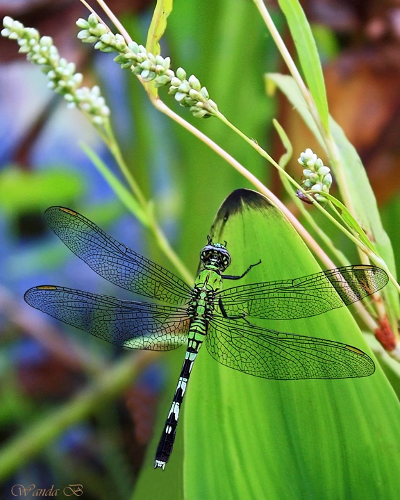 Green Dragonfly  