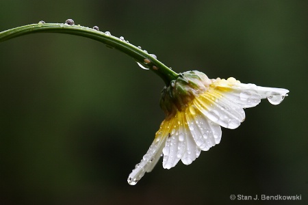 Daisy in the Rain