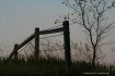 Fenceline at dusk