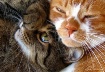 Evil Cat Eye