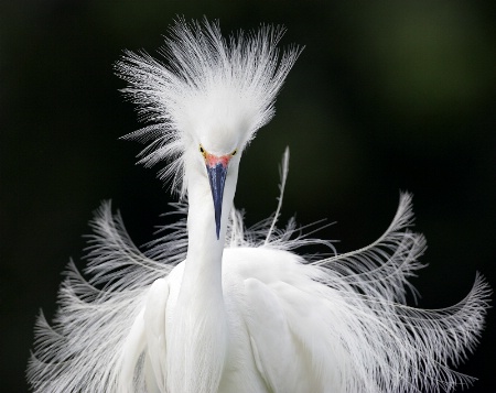 Snowy Egret Breeding Plumage