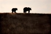 Grizzly Walk