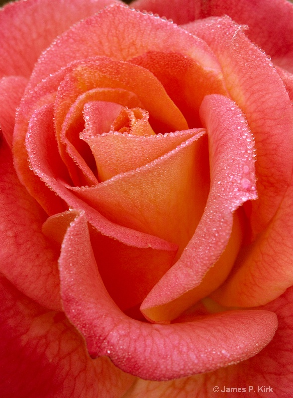 Dew On a Rose