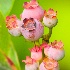 2d300 5731 Roan Berries - ID: 7048565 © Joseph D. Hancock