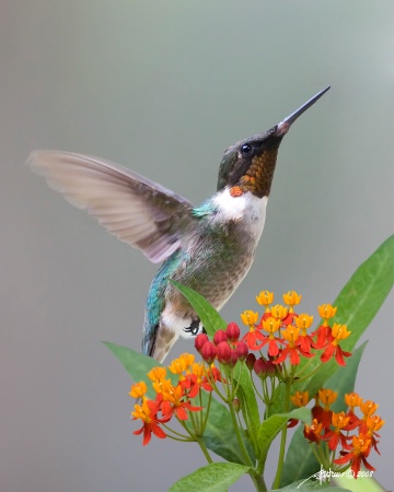 <b>Ruby-Throated Hummingbird On Milkweed