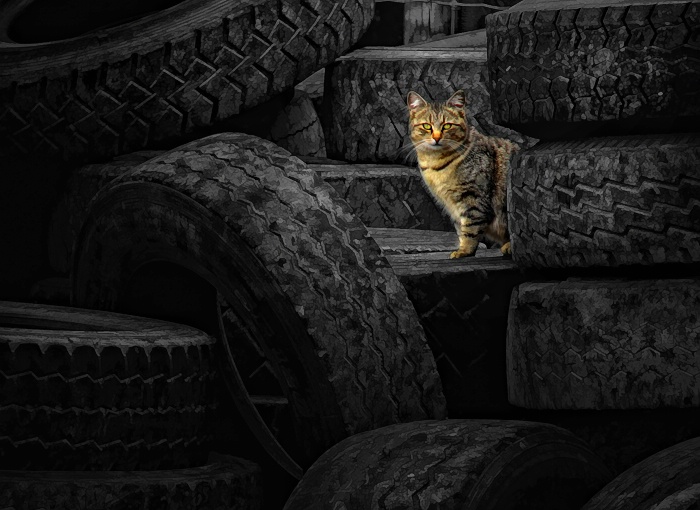 amongest the tires