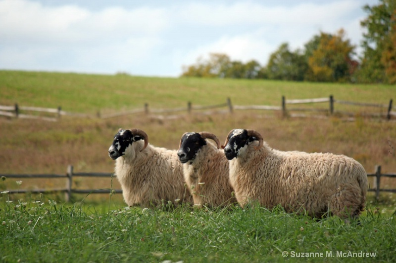 We Three Sheep