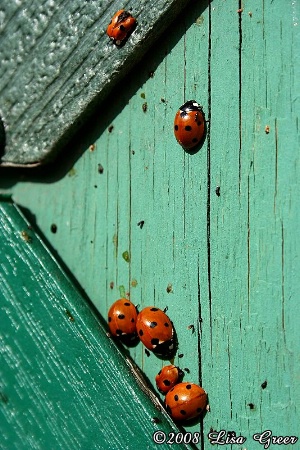 Ladybug Santuary