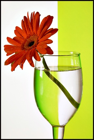 Flower & Refraction