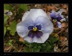 Just a Pansy...