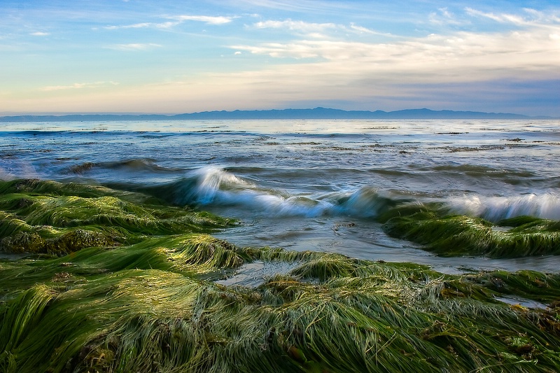 Eelgrass At Low Tide