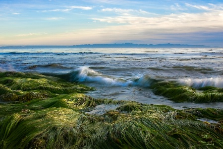 Eelgrass At Low Tide